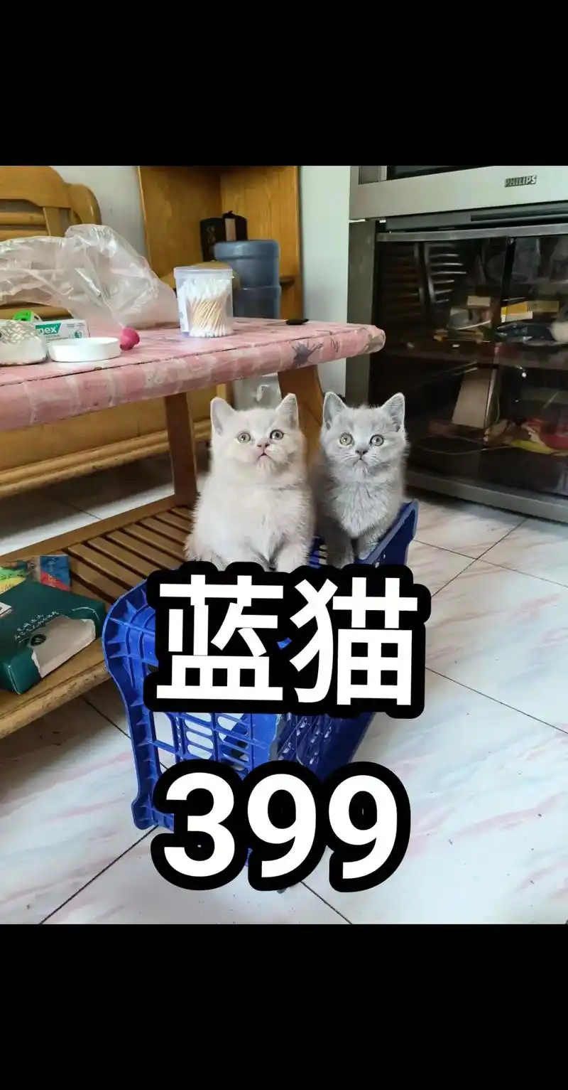 英短 #小蓝猫 #蓝猫宝宝 #蓝猫蓝白 #萌宠 石家庄同城 - 抖音