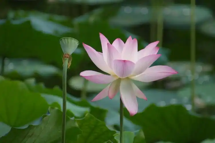 美丽的荷塘莲花像太阳一样灿烂!如此娇艳!散发着淡淡的清香!景色迷人!