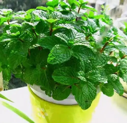 薄荷紫苏的功效与作用紫花薄荷的用处