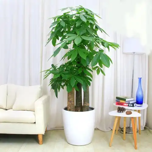 7.发财树 (马拉巴栗)室内的手掌在最常见的大型室内盆栽植物.