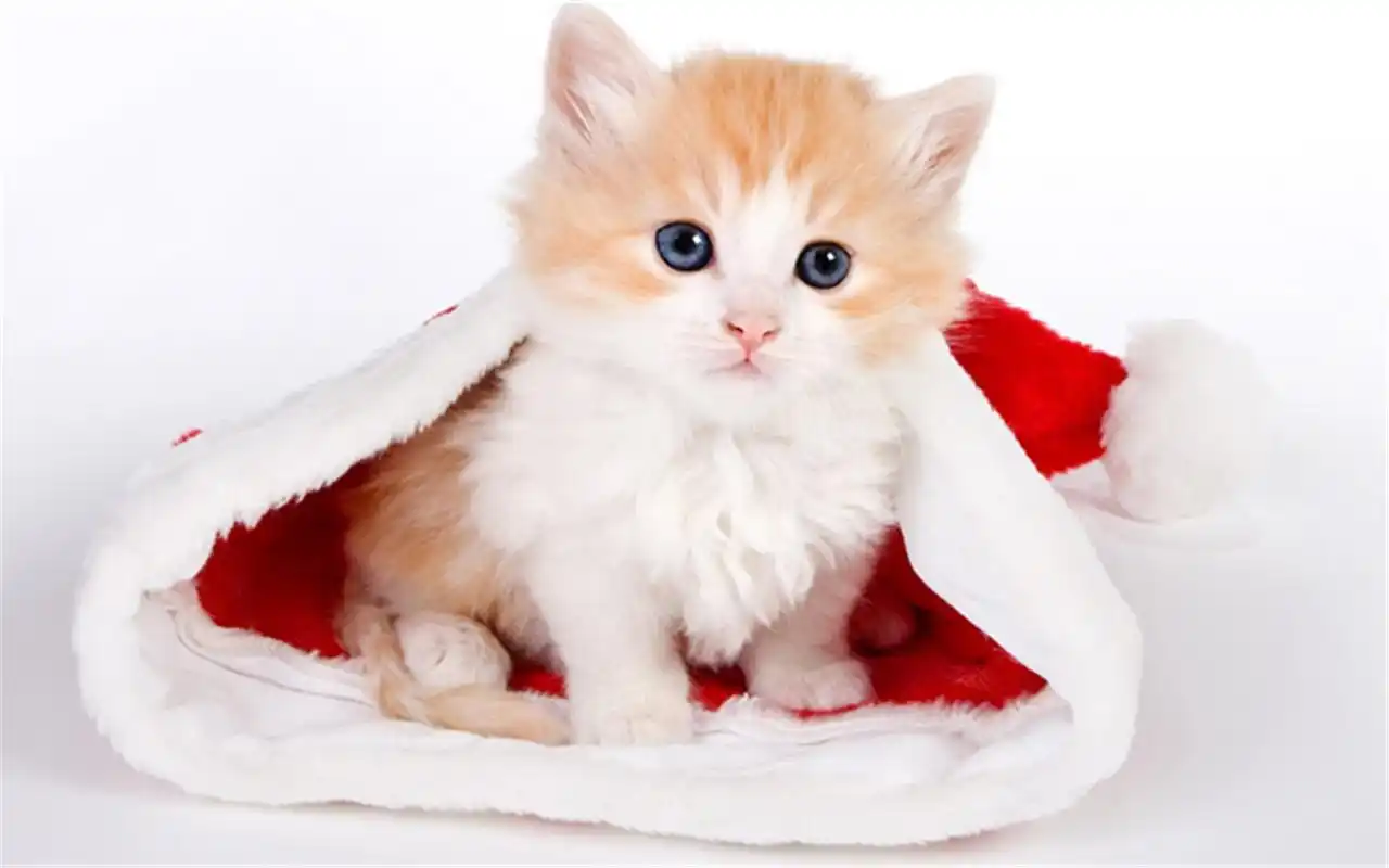 超萌可爱治愈系猫咪趣味搞怪高清桌面壁纸(二)