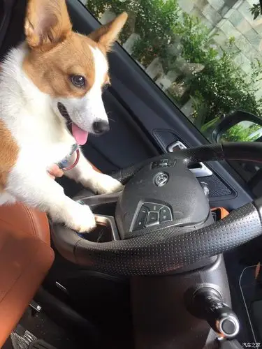 我家的小柯基,名字叫饺子,看名字就是到我家是吃货,一家子吃货.