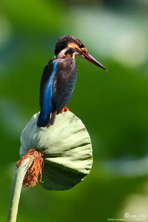 今夏,我和翠鸟有个约会
