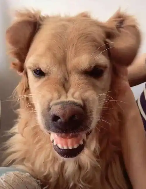 有些狗狗性格暴躁,主人都拿捏不住,这样可是不行的!