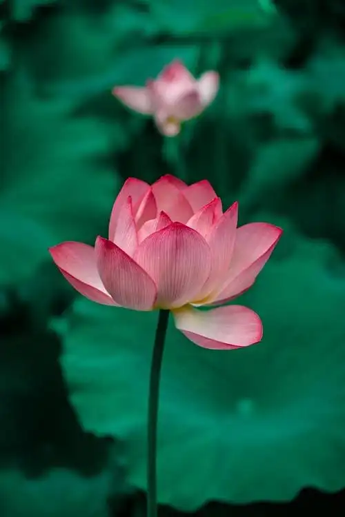 「超清手机壁纸」清新唯美—夏至已至,荷花映日