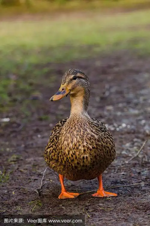 常见的加拿大鸭