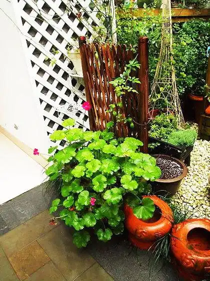 家庭小花园图片 17款绿意环绕家8/16