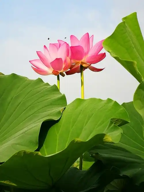 家在长城北,荷花始盛开,连续十余日,天天把花拍,今日翻一遍,心情实在