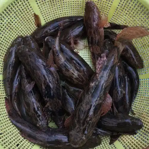 鲜活笋壳鱼货源稳定常年供应