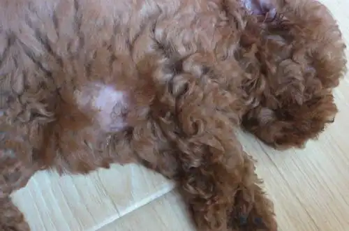 【个人养狗经验分享】狗狗长藓会不会自己好,狗狗长癣自己会痊愈嘛