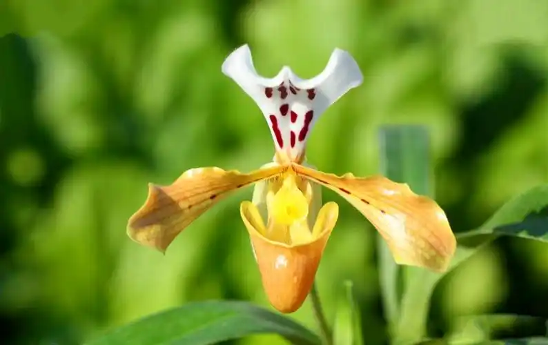 p>格力兜兰(学名: i>paphiopedilum /i>  i>gratrixianum /i> rolfe)