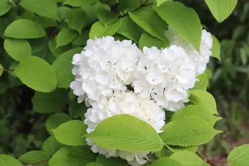 琼花(白绣球花)开在农历三月末