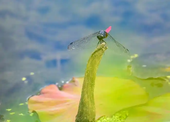 蜻蜓点荷叶