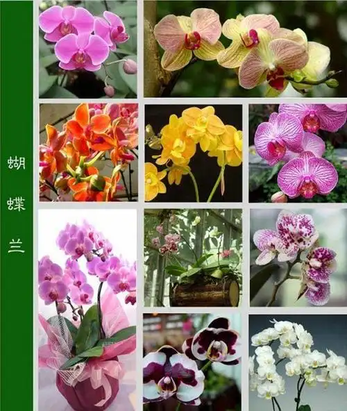 多姿多彩==百花名称