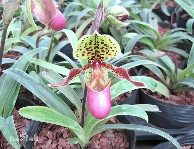 亨利兜兰(学名:paphiopedilu.