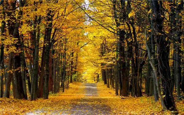 秋天的黄叶自然景色