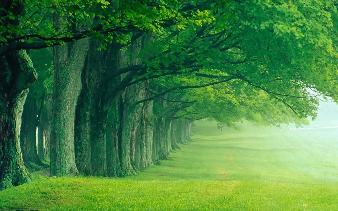 清新绿色自然风景高清桌面壁纸