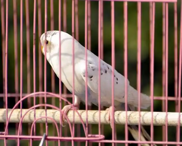 关在笼子里的鹦鹉