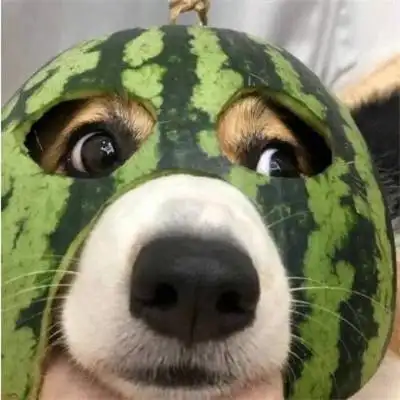 搞笑头像图片逗比个性搞怪微信头像沙雕图片