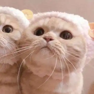 头像图片2021可爱猫咪 可爱头像图片大全 -【爱个性】