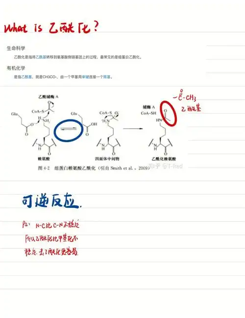 表观遗传学组蛋白修饰之乙酰化