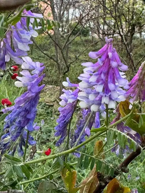 br>广布野豌豆花语