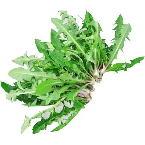 东北野生蒲公英种子食用野菜种子婆婆丁四季阳台盆栽多年生野菜籽