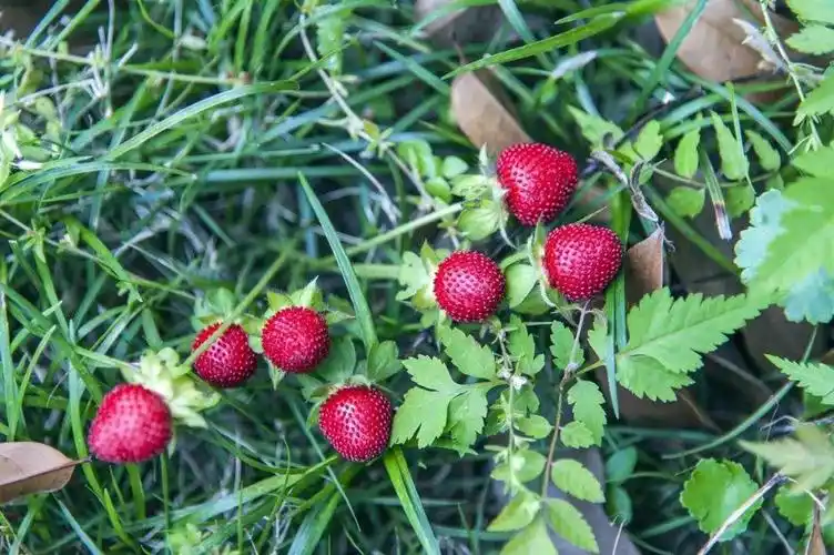 p>蛇莓(学名: i>duchesnea indica  /i>(andr.