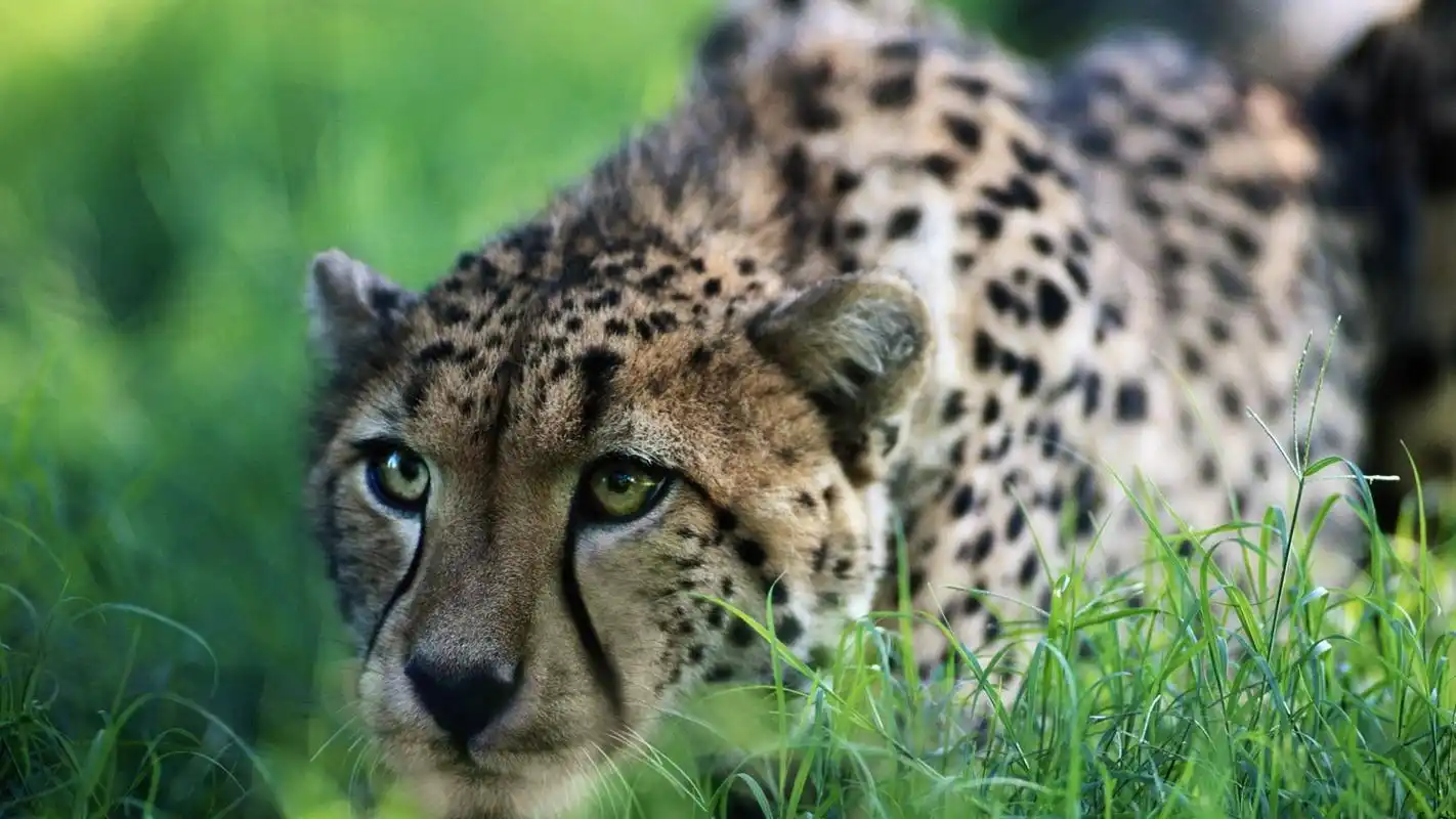 看似凶猛却很有爱的动物印度豹电脑桌面壁纸高清