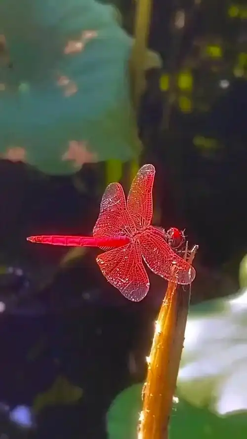 稀有罕见的红蜻蜓,太美了,见到霉运都消散,好运滚滚来