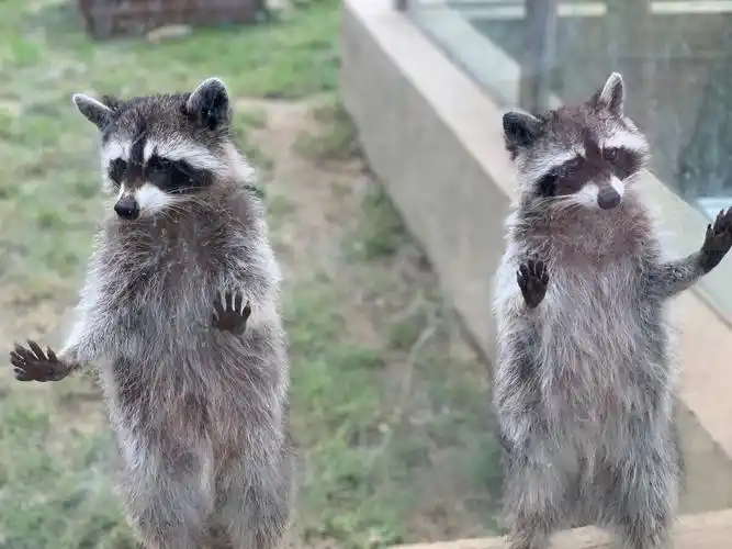 动物园里有什么!小浣熊.