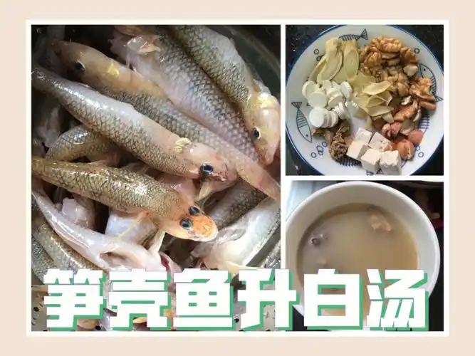 提升蛋白质的笋壳鱼汤