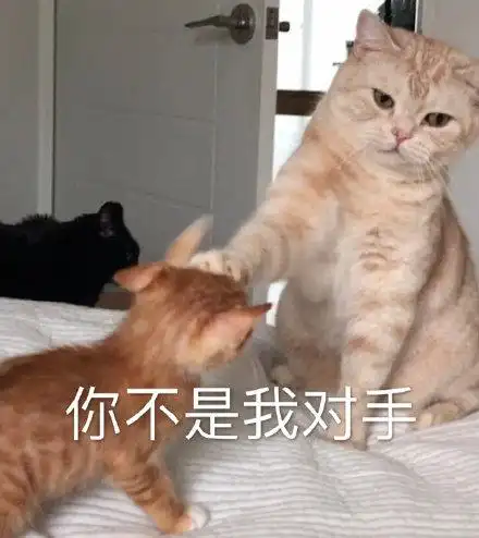 你不是我对手(猫咪表情包)_猫咪_对手_不是表情